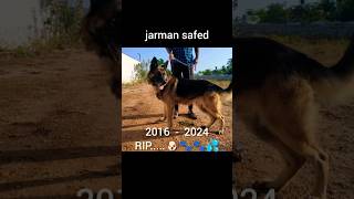 jarman safed Dog 🐕Jonny dog love [upl. by Etnom]