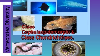 Class Cephalaspidomorphi ampClass Chondrichthyes [upl. by Ynnav]