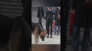 Dieser Hund hat seinen Platz wochenlang nicht verlassen ❤️ [upl. by Llertac]