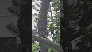 Squirrels in the Jackfruit tree  Bangladesh [upl. by Tita927]