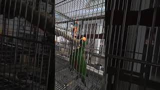 Eclectus Parrot Bobby [upl. by Cissy]