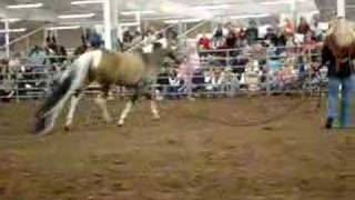 Summer Breeze Guinness Book of World Records Horse [upl. by Afrikah159]