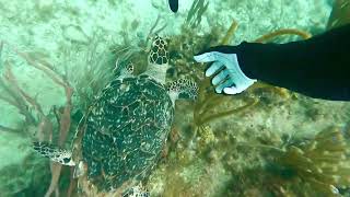 Carol Kirkwood the critically endangered juvenile Caribbean hawksbill sea turtle [upl. by Igiul]