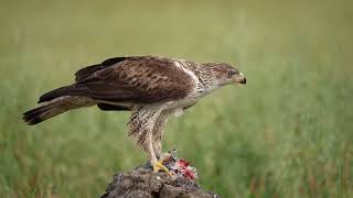 Vuorikotka Bonellis eagle in Spain [upl. by Henigman614]