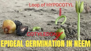 EPIGEAL GERMINATION IN NEEM SEED LIVE EXAMPLE [upl. by Ahsikin451]