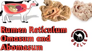 Rumen Reticulum Omasum and AbomasumVeterinary [upl. by Jessamine]