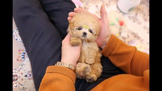 maltese poodle Cutest Maltipoo😝🥰 l Korea teacup puppies [upl. by Ylebmik]