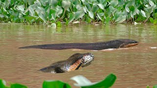 When the anaconda attacks the electric fish see what happens [upl. by Hosbein55]