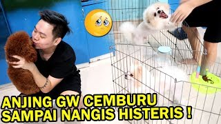 GW PRANK GAK SAYANG SAMA ANJING GW OLAF gw digigit [upl. by Ahsyad562]