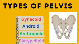 Types of Pelvis  Different types of pelvis with different morphology [upl. by Nysila]