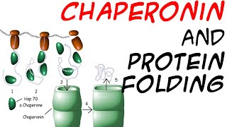 Chaperones and protein folding [upl. by Gader]