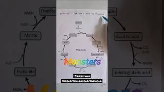 Trick to Learn TCA Cycle in 30 Sec for NEET 2025 😎🔥 shorts viral neet [upl. by Eliathas]