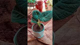 Aur Bhi plants ke bare mein Jankari chahie Sangeeta Roj nursery channel ko subscribe Kariye [upl. by Mahan123]