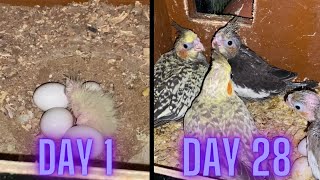 Cockatiel Baby Growth Day 1  Day 28 [upl. by Zinah119]