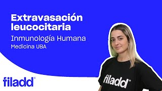 Extravasación leucocitaria  Inmunología  Medicina UBA [upl. by Sivam910]