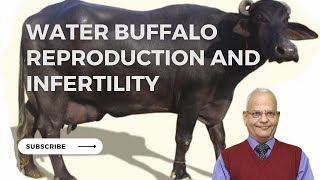 Secrets About Female Water Buffalo Reproduction Revealed [upl. by Spillar627]