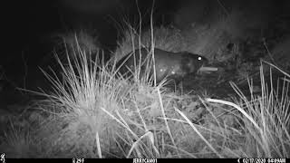 Beaver Cam for Feb 20 2021 [upl. by Narton87]