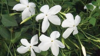 469Kaise kare taiyaar Chameli plant ko flowering ke liyeJasminum Grandiflorum plant care🌱🌸☘️ [upl. by Abas]