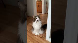 Adorable Fluffy Cute and Majestic MaineCoon Cat  Meows at Owner  shorts [upl. by Abbotson]