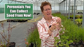 Perennials You Can Collect Seed From Now In Early Summer  Grow More Plants for Free [upl. by Jovitta]