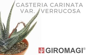 Gasteria carinata var verrucosa [upl. by Maible]