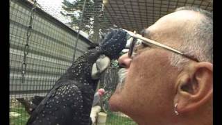 Human Interaction With Black cockatoos and Various Australian Birds [upl. by Nylla]