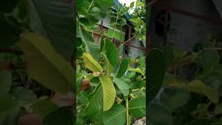 Guava  Psidium Guajava beauty heathnature gardens [upl. by Assej]