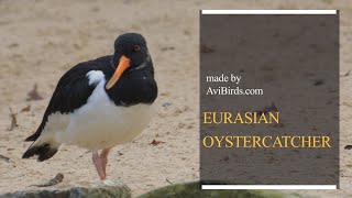 Eurasian Oystercatcher  Common Pied  Palaearctic Oystercatcher Haematopus Ostralegus [upl. by Shields]