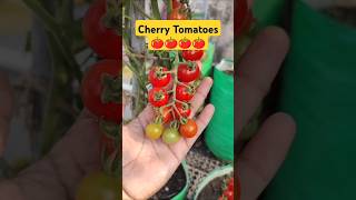 Grow Cherry Tomato at Home Garden terracegardning cherrytomatoes shorts vegetablegardening [upl. by Amaso]