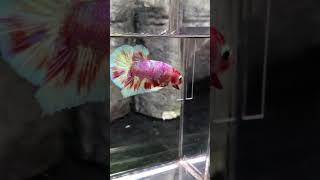 Betta Fish Plakat Koi Barongsai♥️🤍💛 [upl. by Wagshul]