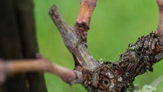 Potatura vite Prima di potare la vigna guarda questo video [upl. by Cherilynn]