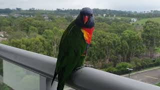 Rainbow Lorikeets on my Balcony Campbelltown Australia [upl. by Atalie]