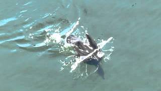 Cormorant diving under water [upl. by Ahsimot]