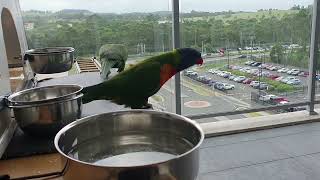 Australia Rainbow Lorikeets  Campbelltown [upl. by Stavro]