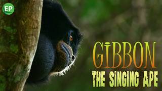 Gibbon the Singing Ape Echoes of the Forest  Episode 2 [upl. by Linzy583]