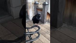 Ravens at The Tower of London Guest camera SC London toweroflondon ravens [upl. by Nohsauq637]