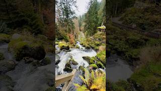 Triberg Waterfall In autumn 🍂 shorts blackforest indiansingermany vlog travel halloween [upl. by Ytissac]