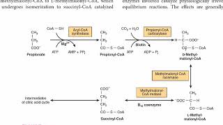 Metabolism of Propionate  Propionate to Succinate  CarbohydrateMetabolism [upl. by Esdnil4]