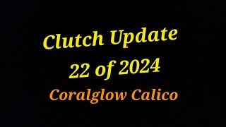 Clutch Update  Clutch 22 of 2024 Calico stuff [upl. by Arraet835]