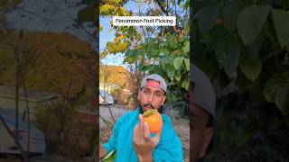 PERSIMMONS ❤️ persimmonfruit fruitpicking applepicking abundance connectingwithnature nature [upl. by Ofilia]