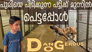 Top Dog Breeds best guard dog muscular brave strong dog dangerous dog Kerala dog Dog malayalam [upl. by Naamann977]