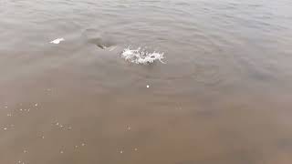 Fishes in Sringeri Shree Sharadambe Devi Temple at Thunga River Bank [upl. by Alledi251]