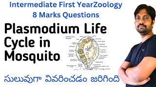 Plasmodium vivax Life Cycle in Mosquito Explained in Easyway  Inter Zoology 8 Marks Questions [upl. by Ydnes]