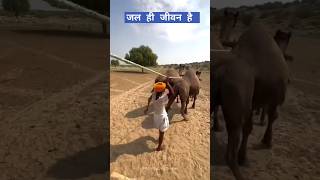 rajasthani hardwork marvadi song villagelifestyle viralshort rajasthanilifeviralvideo vtshort [upl. by Adli]