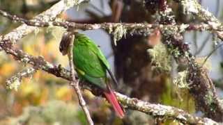 ENDEMIC  Flamewinged Parakeet  Pyrrhura calliptera  Brownbreasted Parakeet  Chingaza Park [upl. by Atrebla]