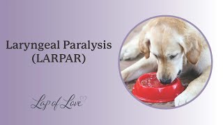 Laryngeal Paralysis LARPAR in Dogs [upl. by Ruford10]