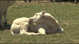 Getting to know Belgian Blue Cattle [upl. by Sass]