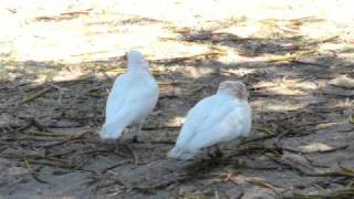 Amazing courtship behaviour of Australian animals Longbilled Corella [upl. by Rokach]