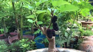 Mulberry tree Bonsai Technique [upl. by Parthinia781]