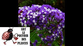 Tuto jardinage Limonium latifolium bleu statice Culture et division Plante vivace [upl. by Pollock281]